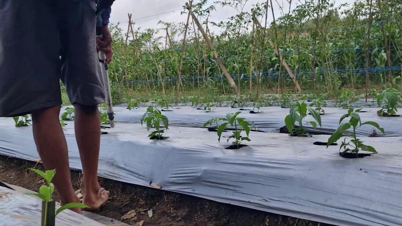 Secret Technique! Boost Chili Growth with This Liquid Fertilizer - Agriculture Farming
