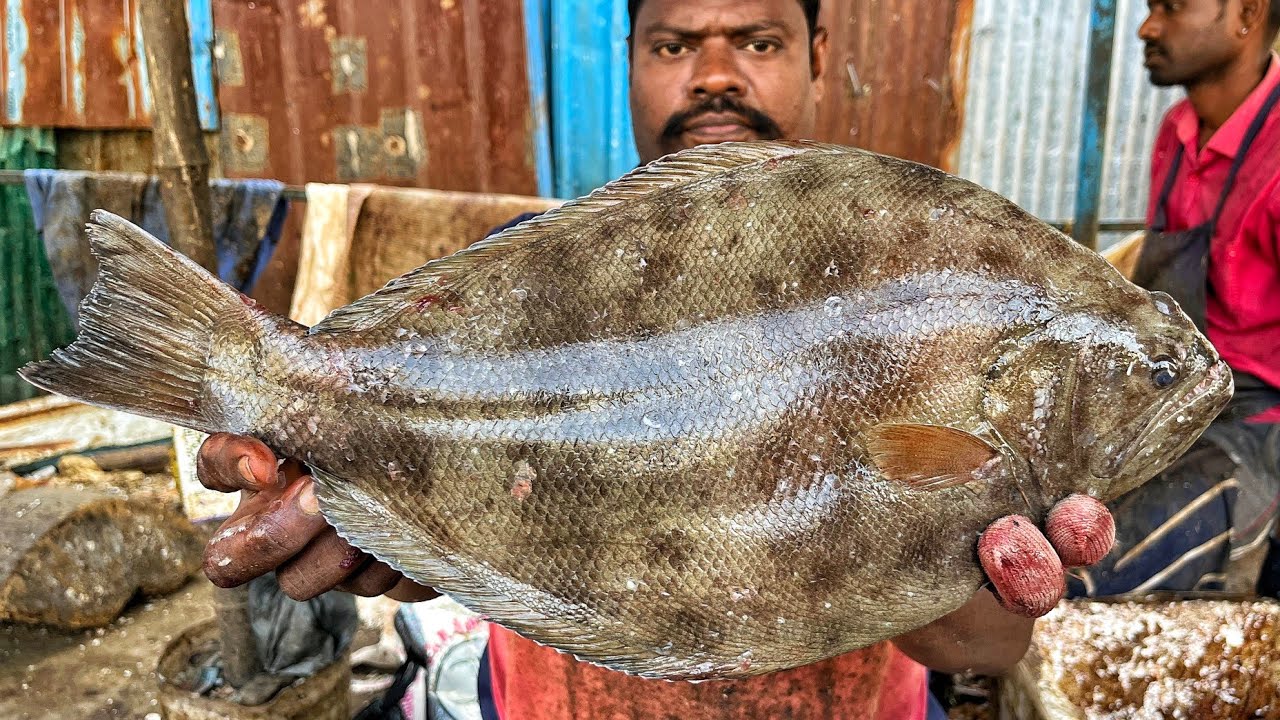KASIMEDU 🔥 SPEED SELVAM | BIG SIZE NAKKU FISH CUTTING VIDEO | 4K VIDEO | KM FISH CUTTING |INKASIMEDU