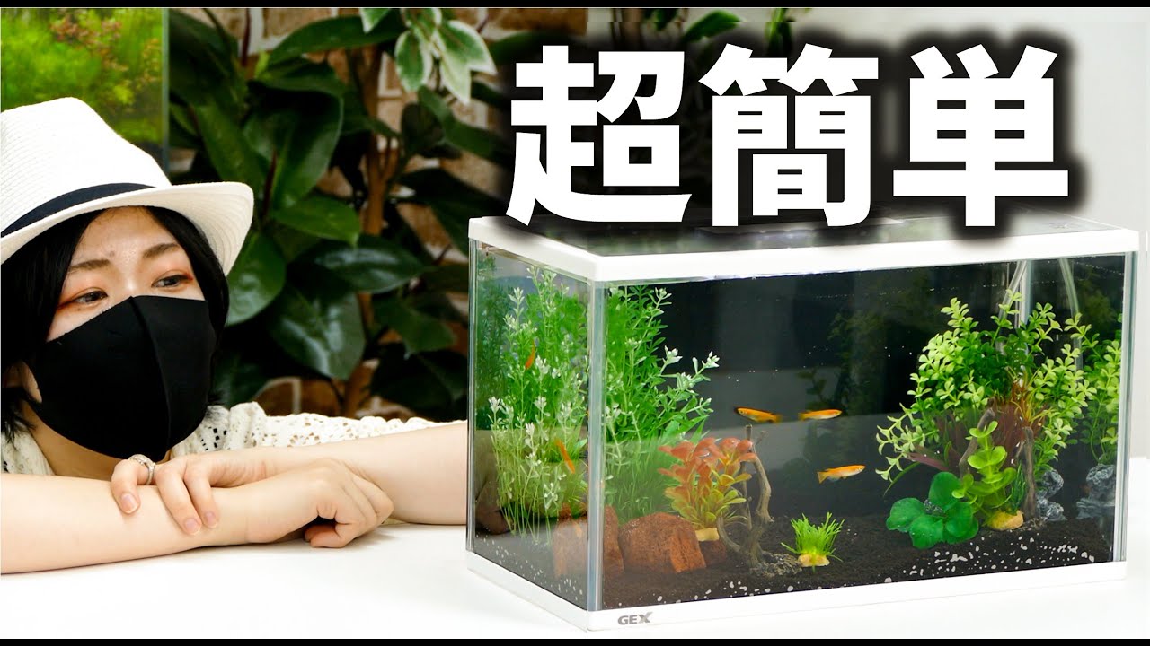 メダカ水槽レイアウト立ち上げ～こうちゃがーでん さんとつくってみた！