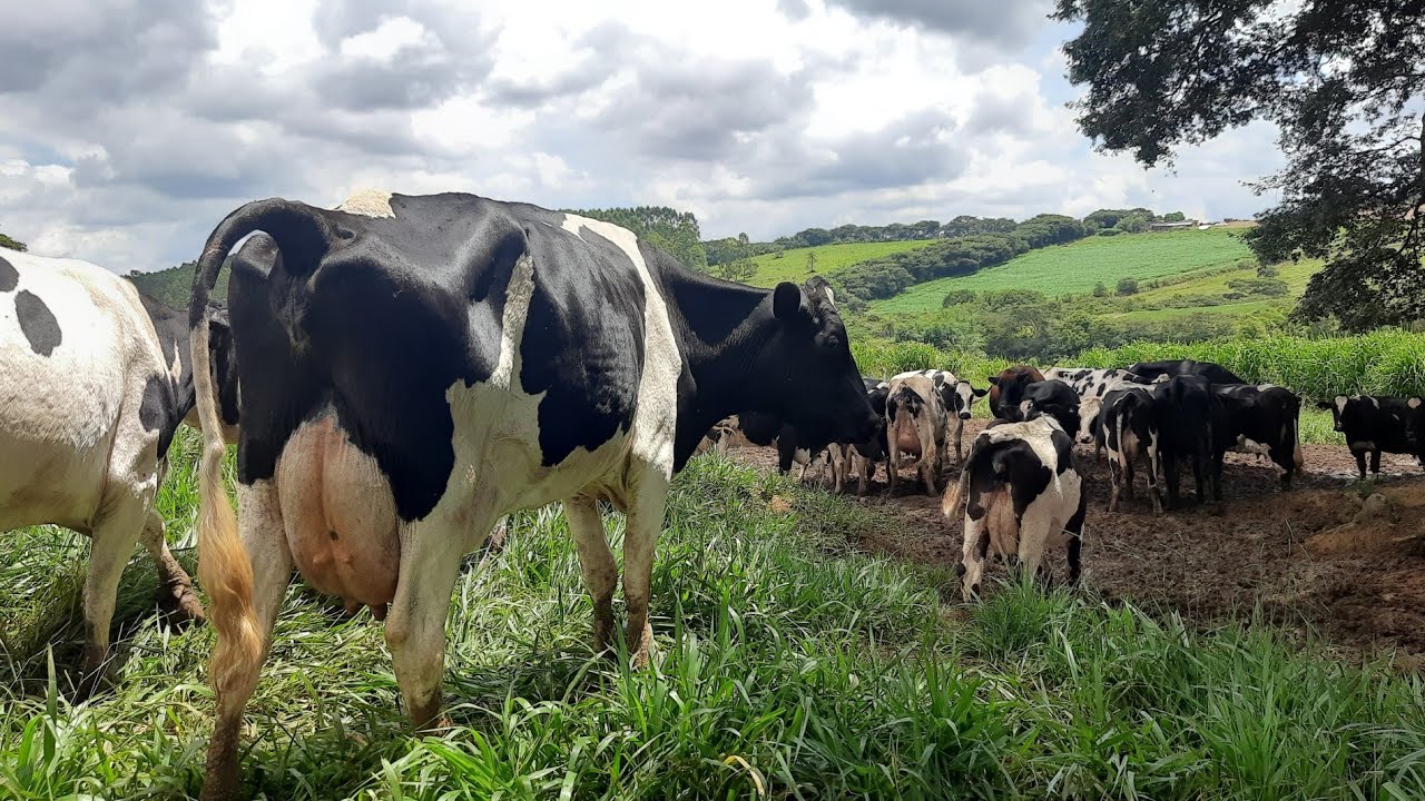 Preço das vacas Leiteiras na minha região || Vacada produzindo muito leite baratas