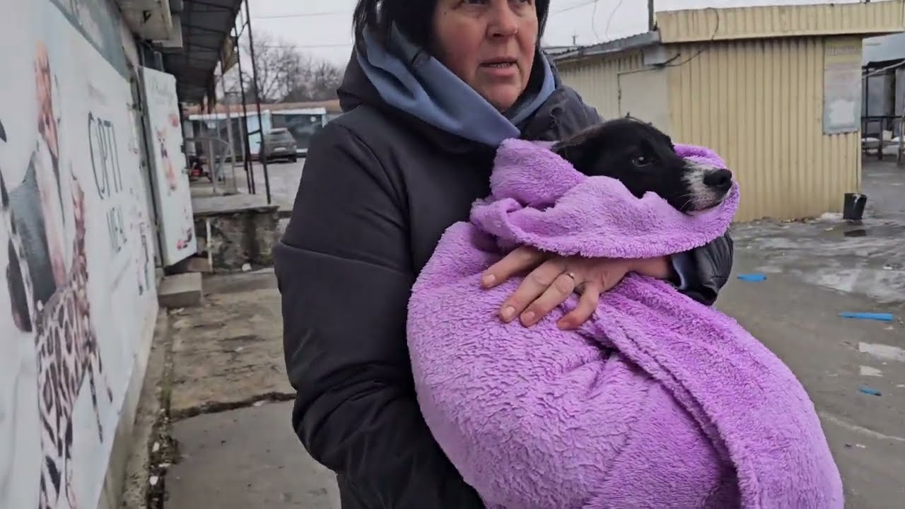 Везём в клинику🐕‍🦺