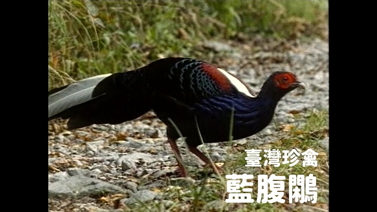 【看見玉山】藍腹鷴 中文版 │玉山國家公園│Yushan National Park