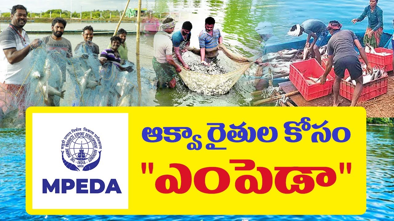 MPEDA Schemes for Aqua Farmers | Govt Benefits You Should Know!