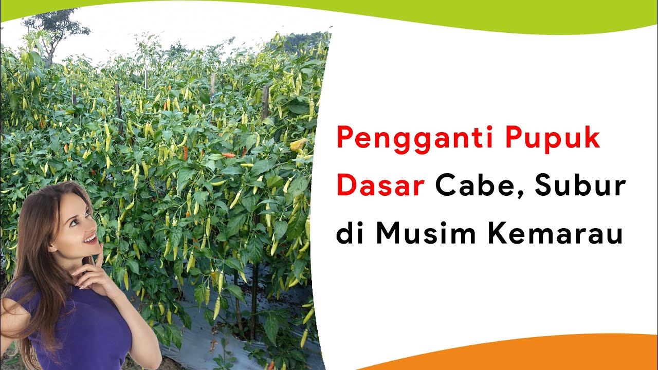 Pengganti Pupuk Dasar! Cukup Racikan Ini, Auto Subur Musim Kemarau