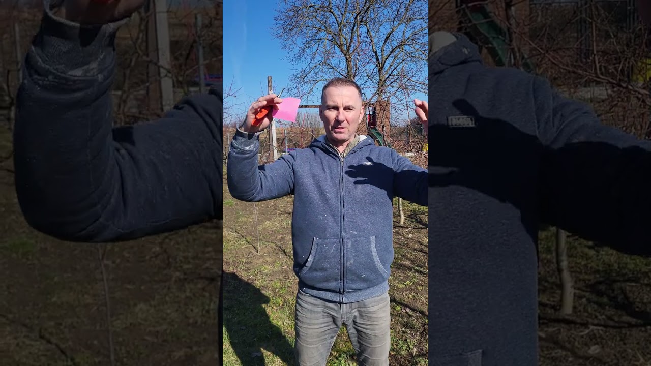 28.2.2026 jarný rez broskyne v tvare štíhle vreteno časť 1.