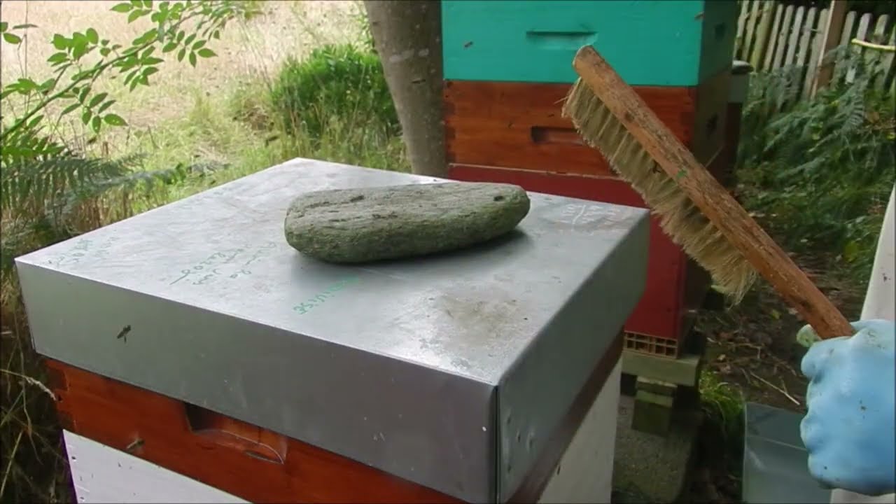 Récolte de miel en Bretagne le 20 aout 2024 miel d'exception le miel du druide abeille noire local