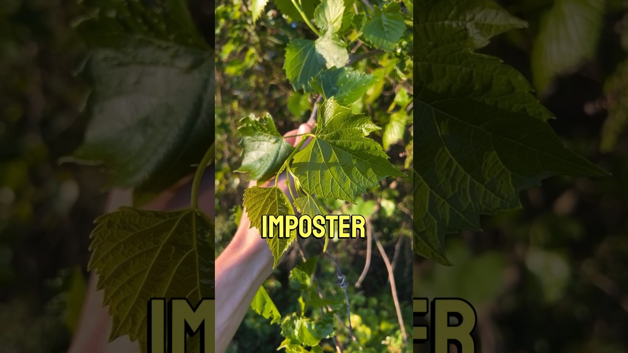 A grape and an imposter! 
