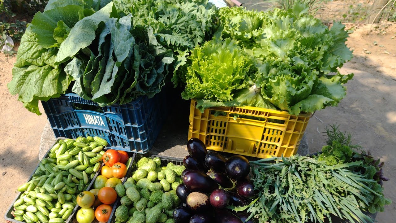 Mega colheita orgânica de verduras e legumes