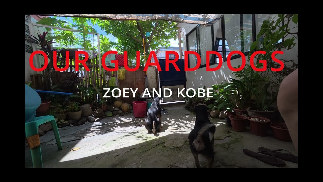 Our Guard Dogs in Iloilo