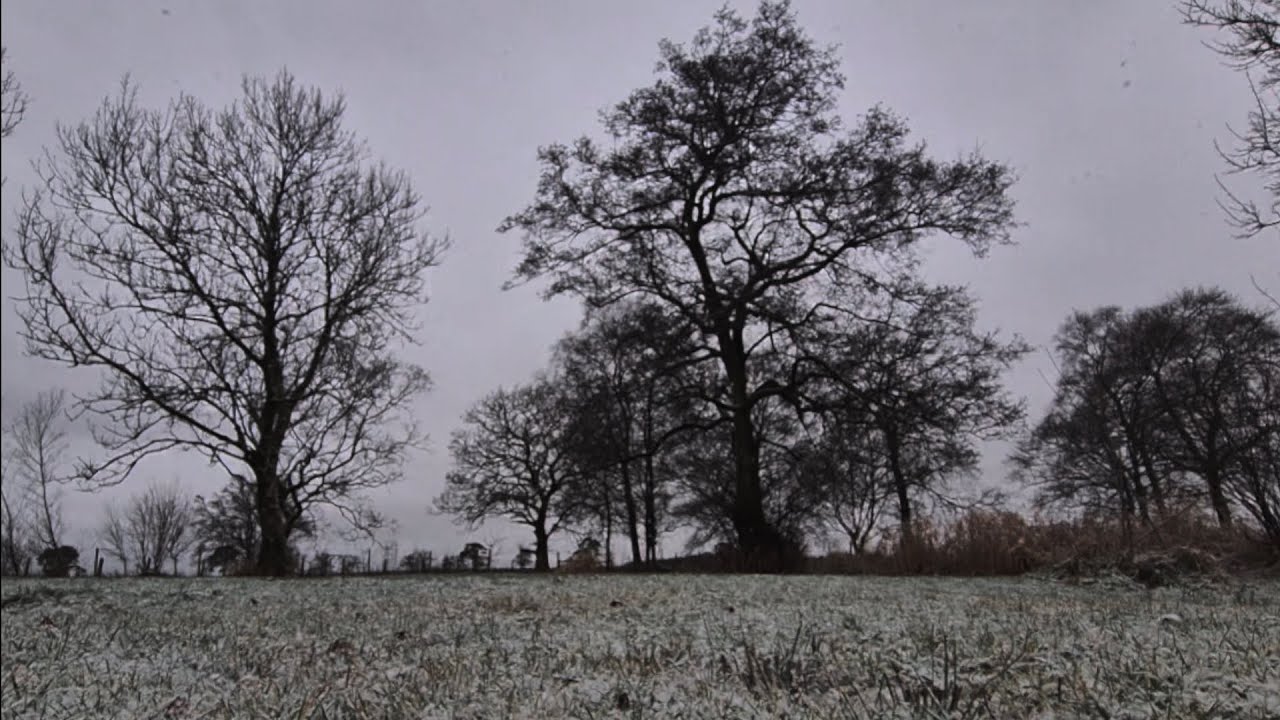 Snowfall & Birdsong: Peaceful Sounds from our Smallholding