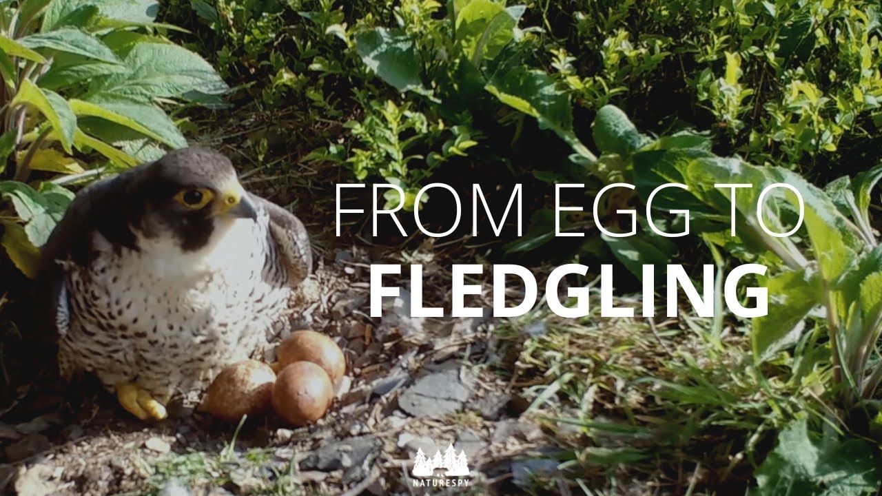 Peregrine falcons from egg to fledgling - Fascinating journey of the world's fastest bird!