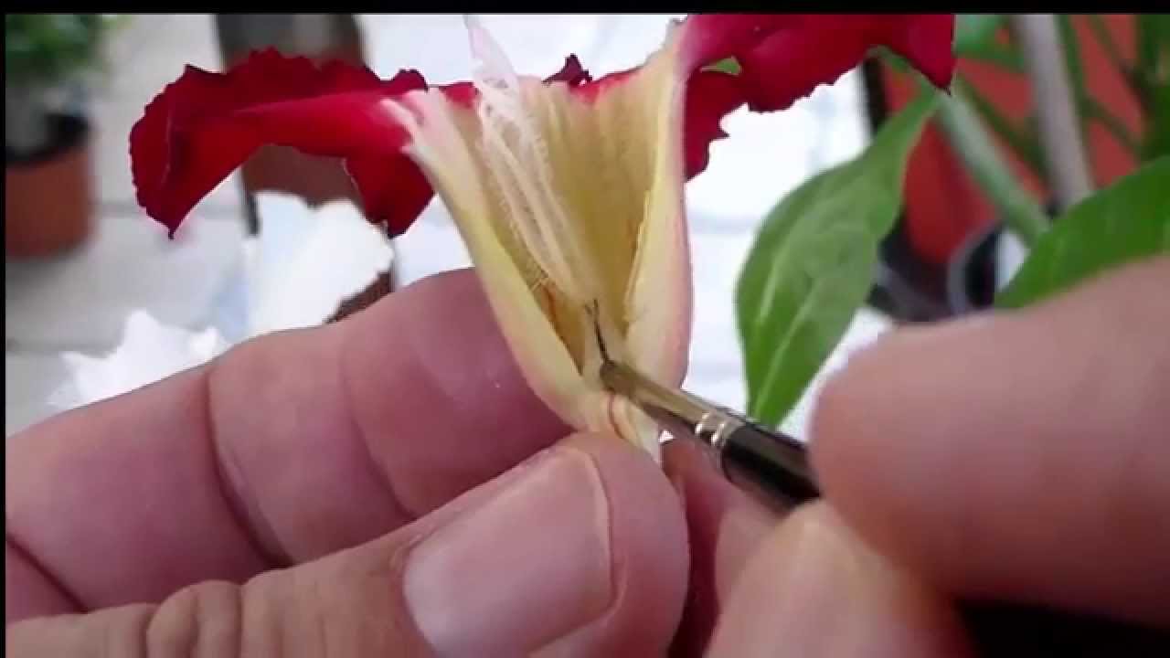 POLINIZACION