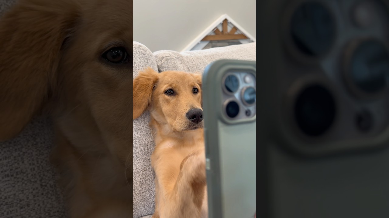 Dogs do anything to get out of the vet.
