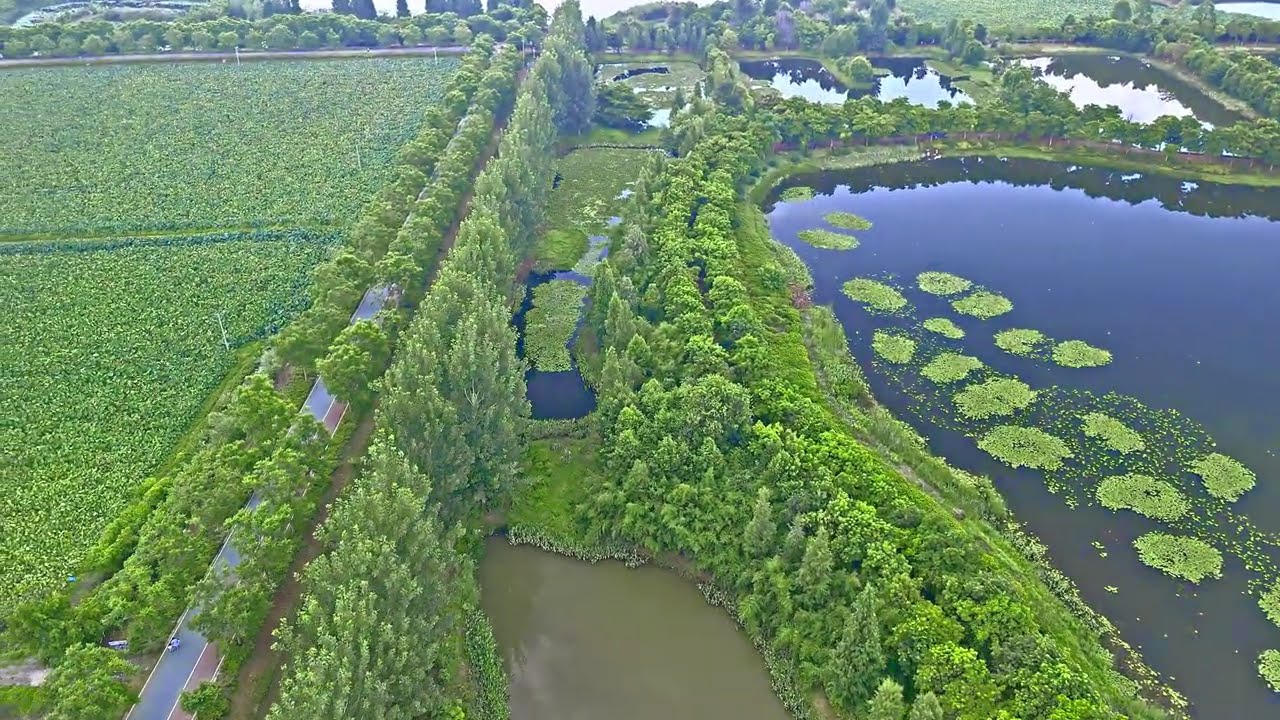4K HDR VIDEO｜中国云南石屏县异龙湖国家湿地公园