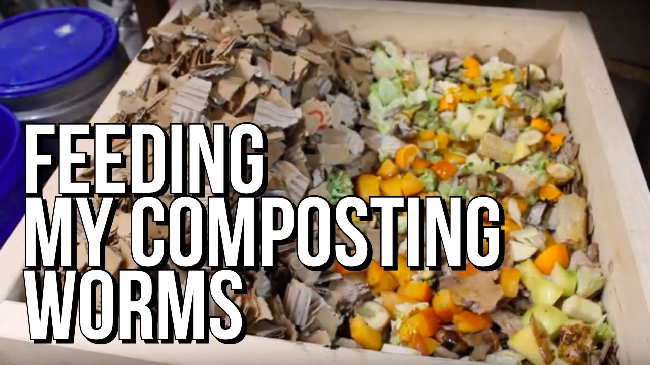 How I Feed My Composting Worm Bins