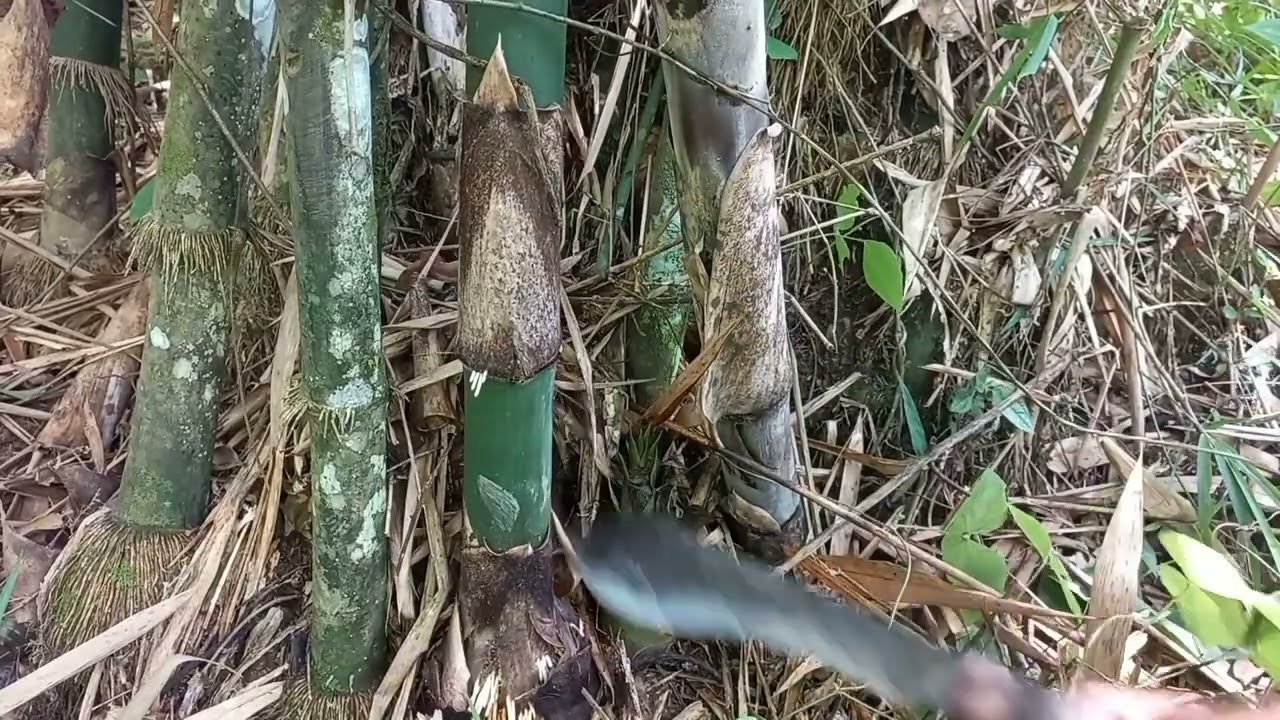Pulang kebun mencari Rebung bambu untuk di buat rebung kering.#10  @hatamhekal 