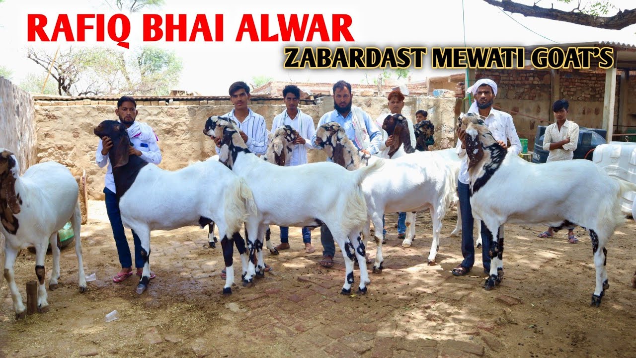 No 1 Mewati Goat's Ka Collection At Rafiq Bhai Alwar