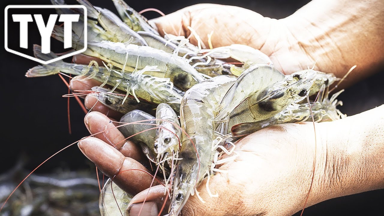 Shrimp Testing Postive For Cocaine