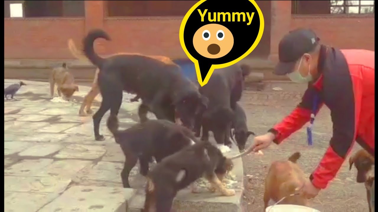 Feeding hungry dogs in lockdown | feeding stray dogs | feeding dogs|feeding starving dog|dog feeding
