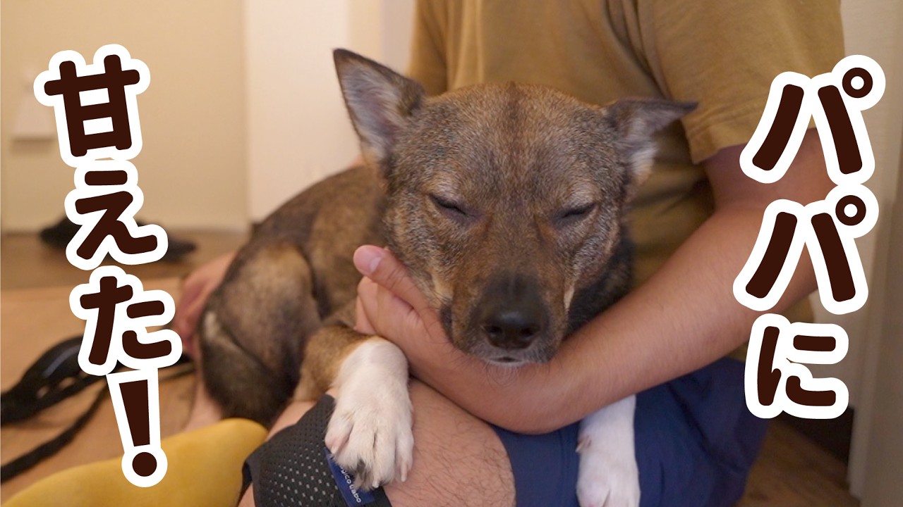 ついに！チャーリーがパパのひざの上で眠ってくれました！