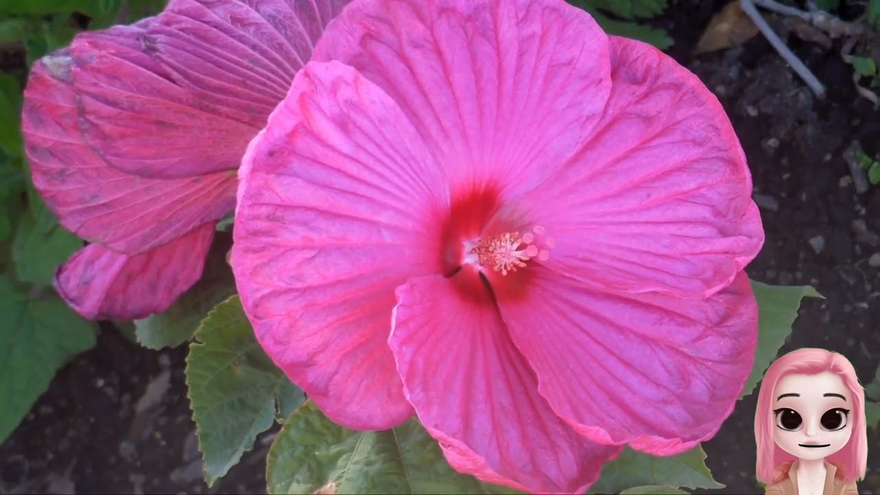 Sonhar Com Flor 🌼  Vários Significados HD