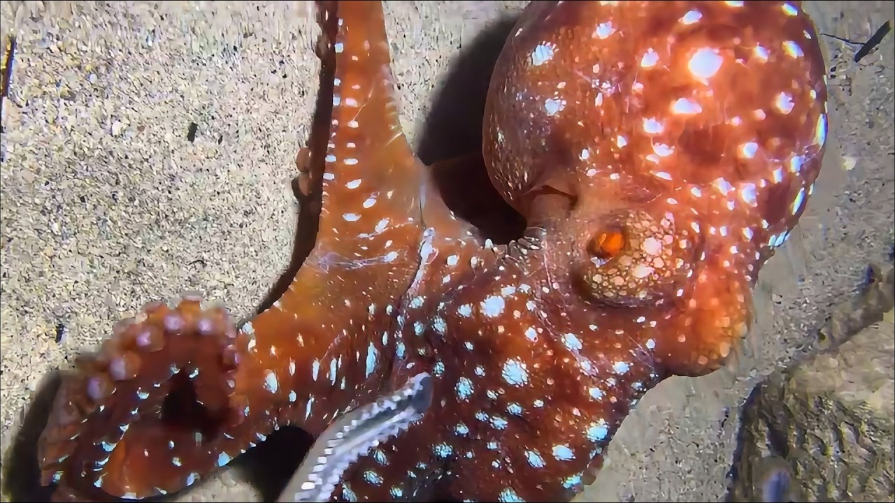 Live Stream🟢–Ultimate Seafood Sweep - Full Diving Hunting Record！ #diving #fishing #seafood #shorts