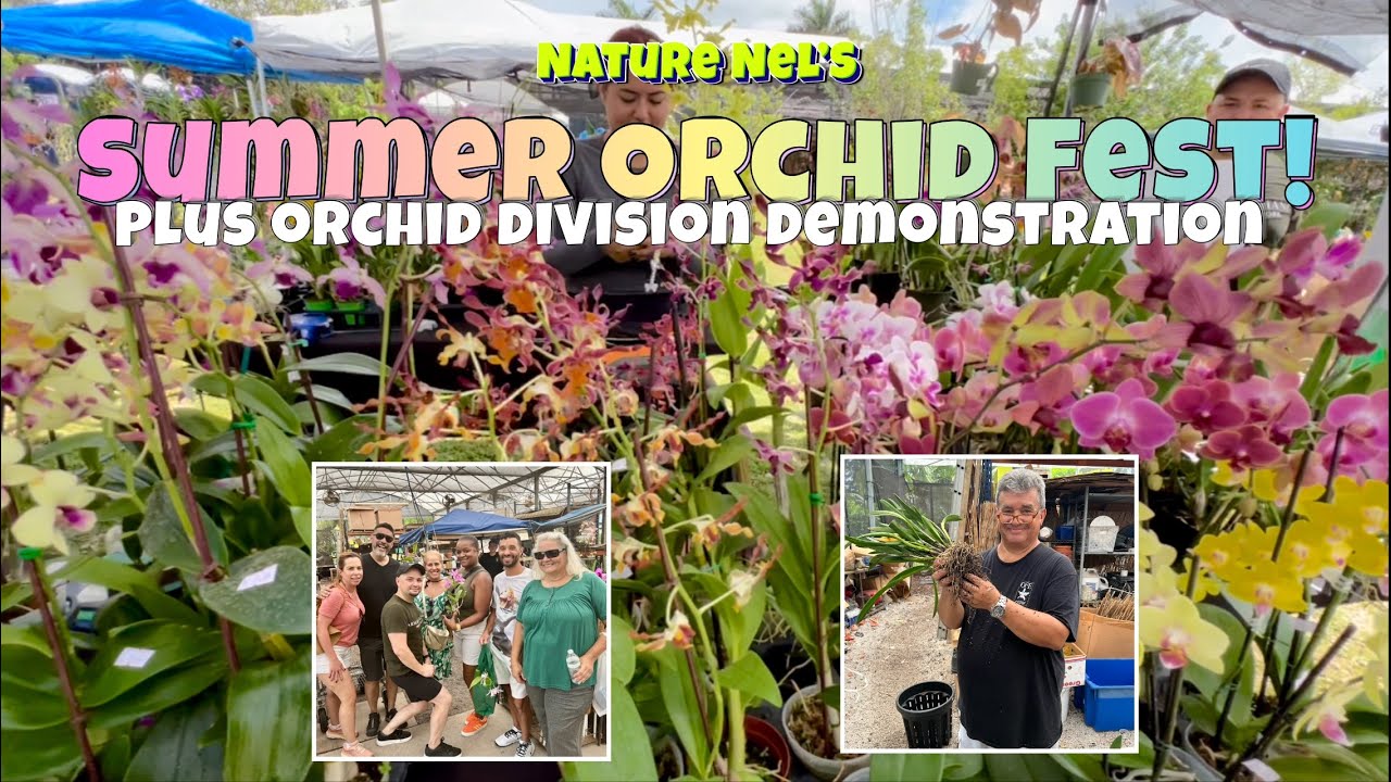 Summer orchid fest at OFE’s fair. Bonus! Watch a demonstration of division of a huge orchid specimen