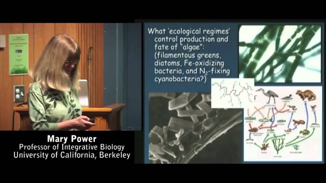 Food Webs in River Networks with Mary Power