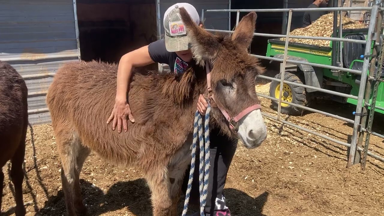 Tips on handling a young unhandled donkey