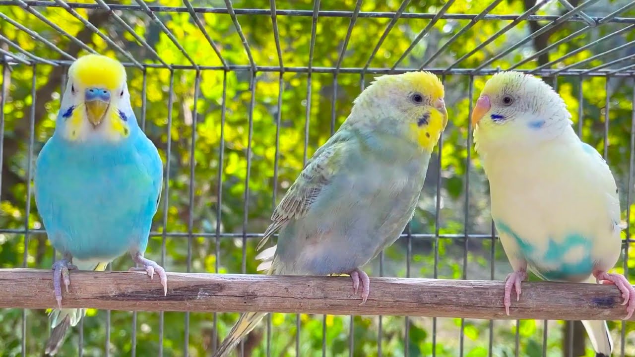 CUTE Budgies – Beautiful Colors, Fun Mutations, Healthy Pets #cute #budgie
