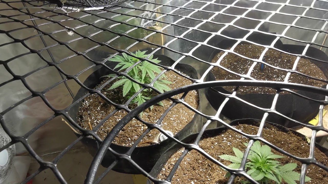 Critical widow (canukseeds) review