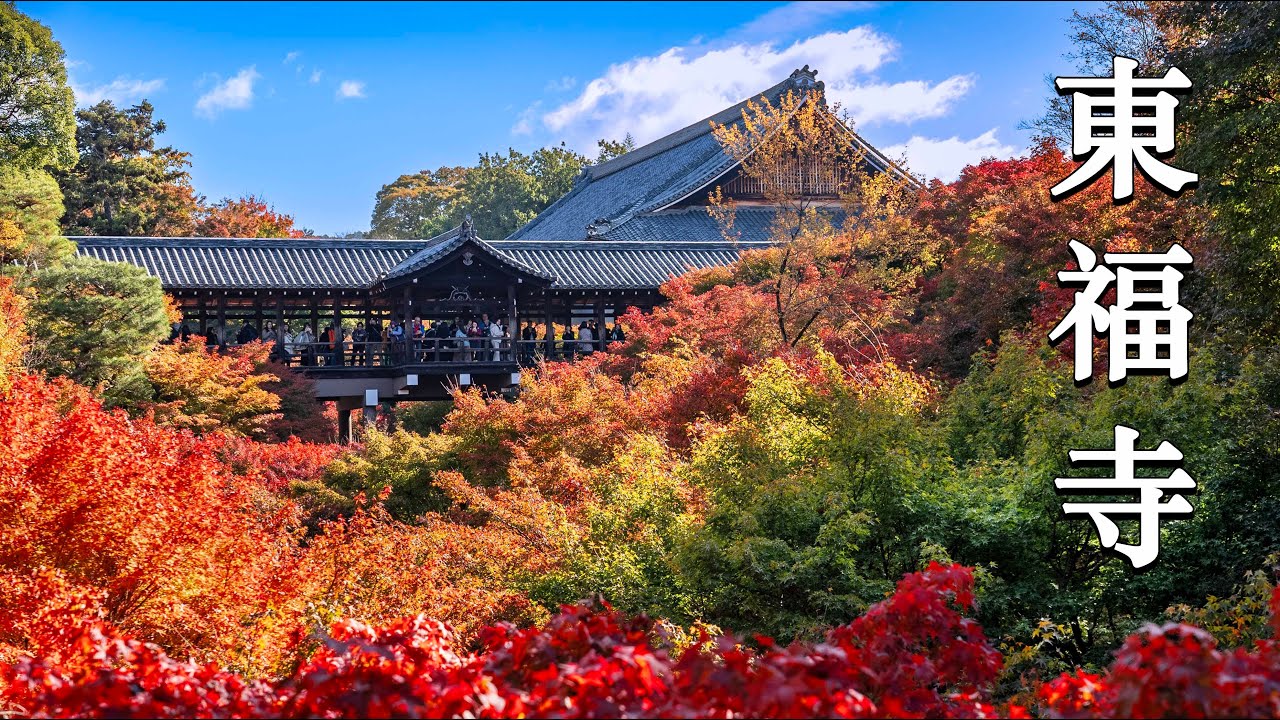 日本 京都紅葉 (Vlog #4) 東福寺 | Beautiful autumn in Tofukuji Temple, Kyoto, Japan 