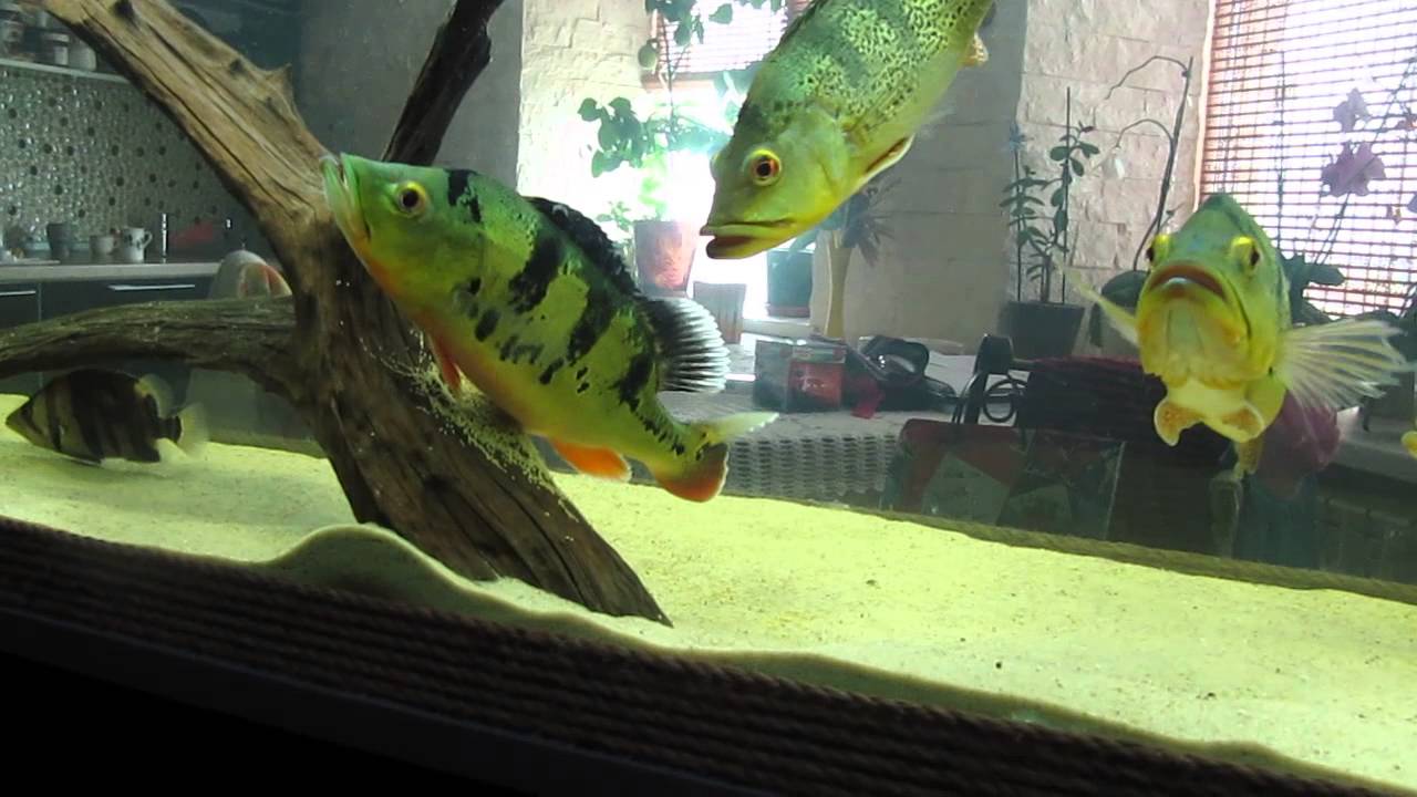 Cichla Ocellaris