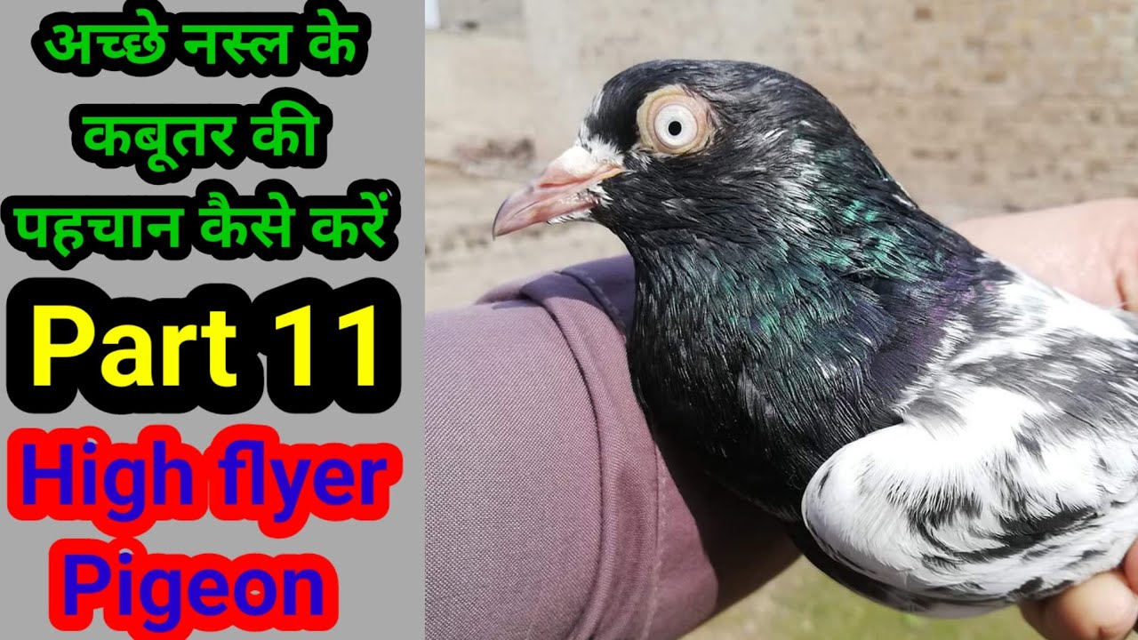 High flyer Pigeon. ACHE NASAL KE Kabutar ki pehchan kaise kre.Part.11