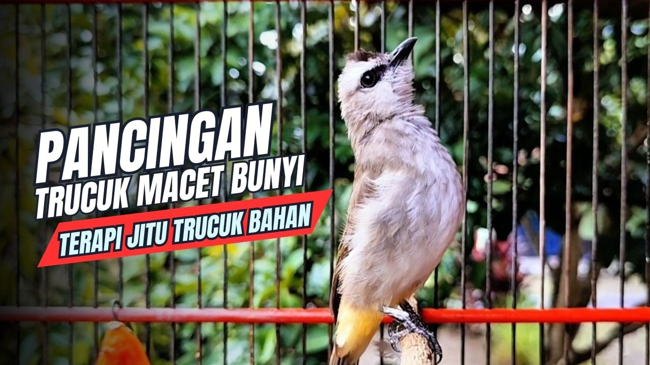 TRUCUKAN GACOR TARUNG ROPEL PANJANG Pancingan trucukan Agar Bunyi Jadikan Burung Trucuk Gacor Nyaut