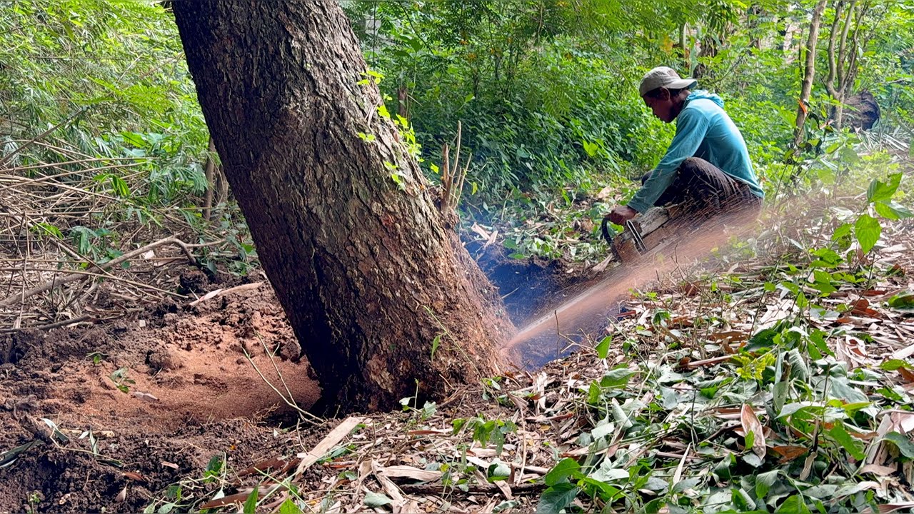 Triple Threat! Fast Techniques for Felling 3 Massive Trees in One Go!