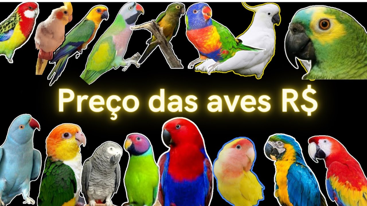 Quanto custa cada ave - psitac&iacute;deos