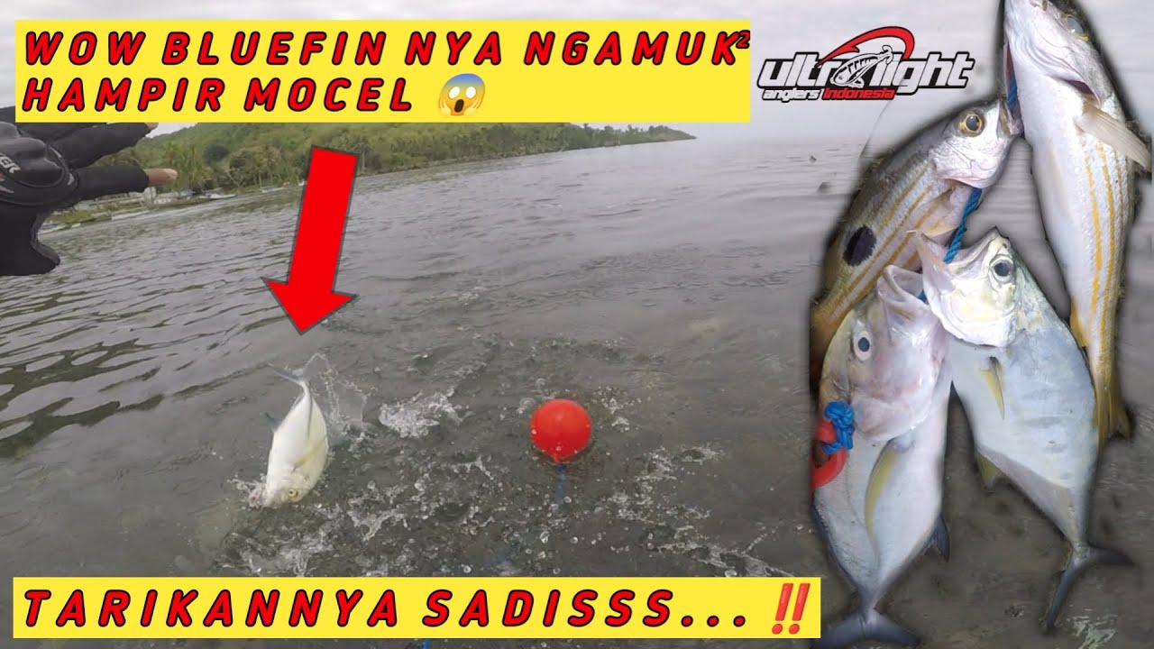 JOGERO 802 LONG CAST vs BLUEFIN TREVALLY DIPADUKAN PE CEKING EBEK 0,8 + LEADER SAMAR 18LB