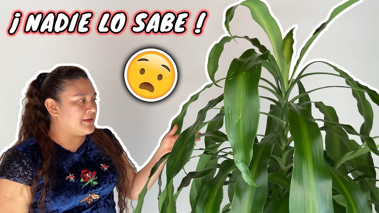🤯 PALO DE BRASIL O ARBOL DE LA FELICIDAD 🌷 LA MEJOR PLANTA DE INTERIOR - Mis Plantas