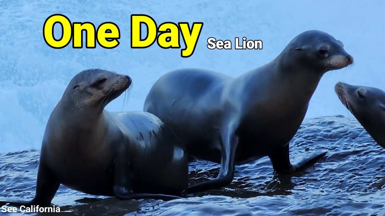 One Day Sea Lion