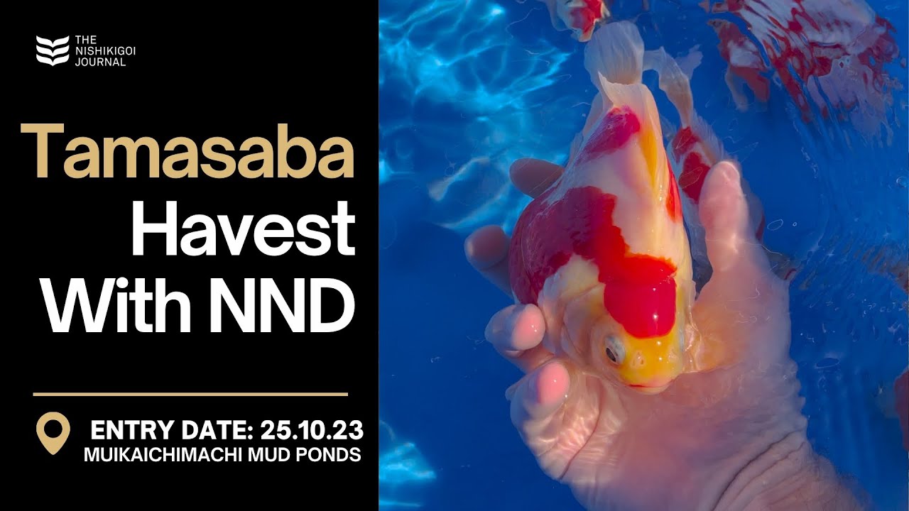 Tamasaba Harvest With NND | The Nishikigoi Journal | EP #18