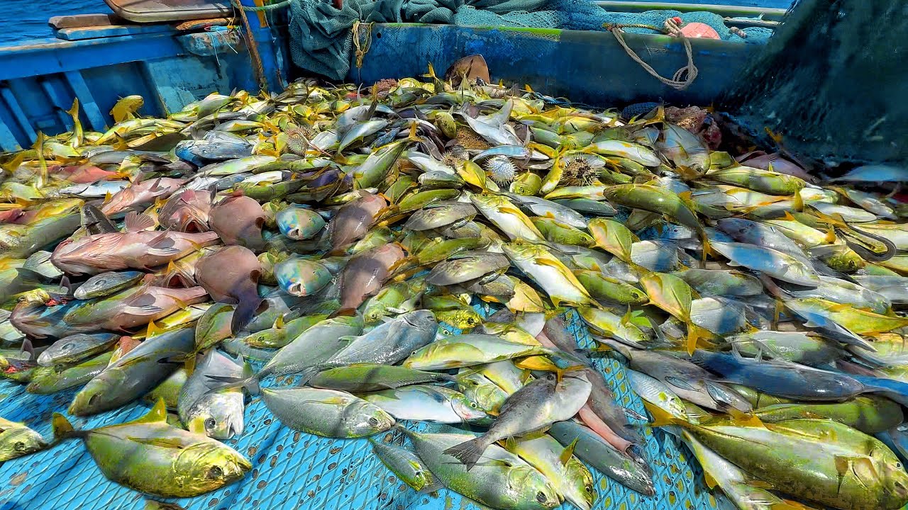 WoW!! BIGGEST CAUGHT EVER!!Catching Trevelly|Yellow Trevelly |Trawelnet Fishing!!!