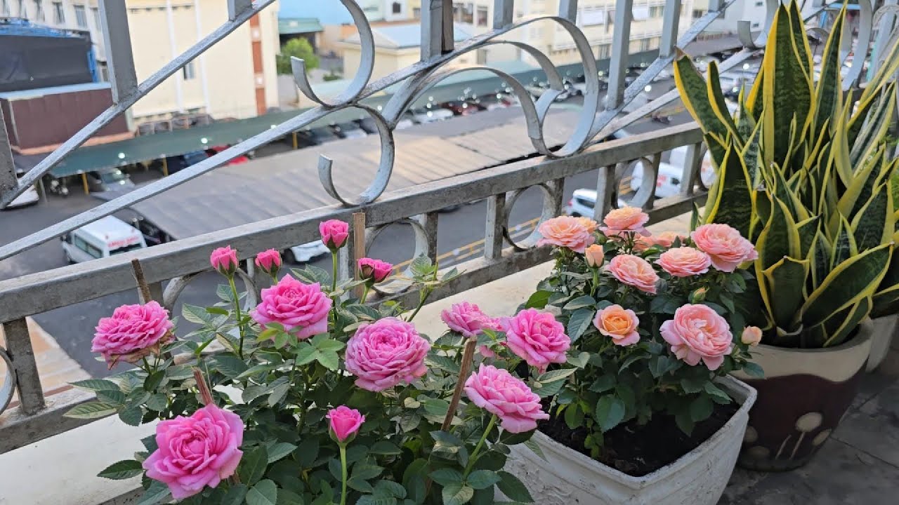 Nhìn Lại Vườn Sân Thượng Chill Rooftop Garden P2 | Look Back Part 2