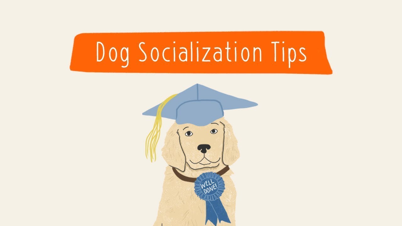 Dog Socialization Tips | Pet Parenting 101