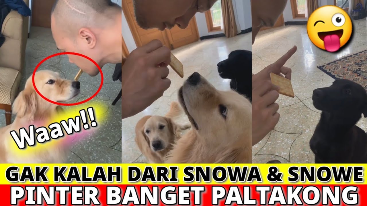 WAPEM PALTAKONG VS SNOWA DAN SNOWEE BEEMZ ARYO THE GOLDEN FAMILY