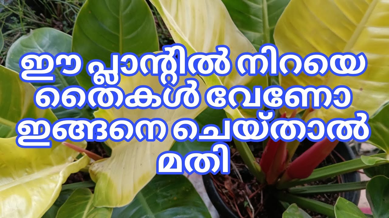 ഈ പ്ലാന്റിൽ നിറയെ തൈകൾ വേണോ ഇങ്ങനെ ചെയ്താൽ മതി