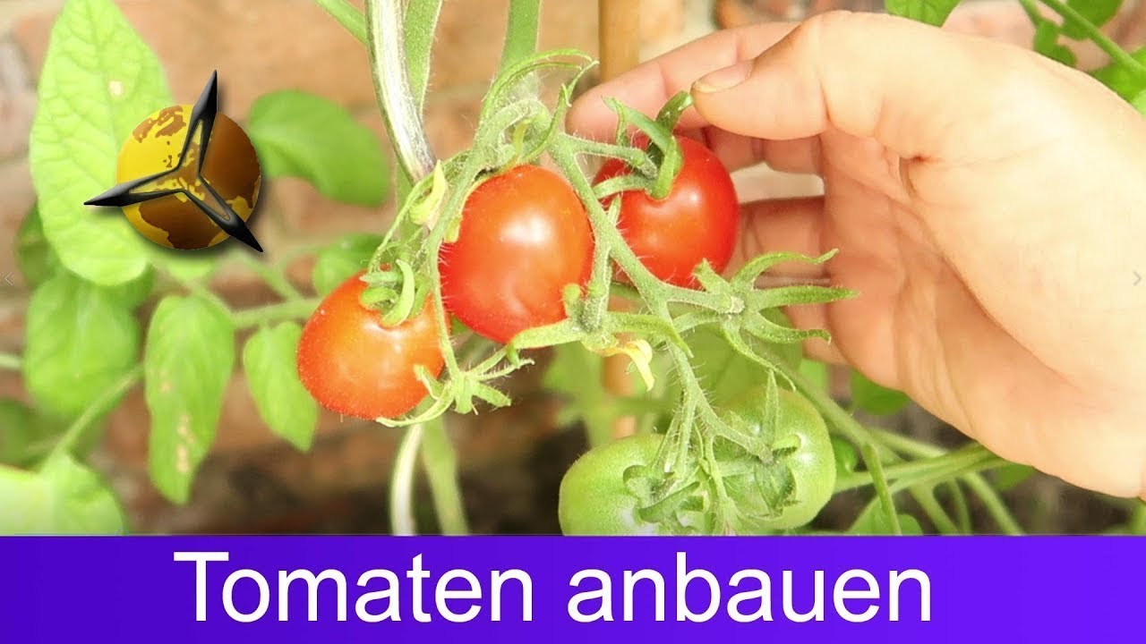 Tomaten selber ziehen: Tomatenanbau f&uuml;r Anf&auml;nger