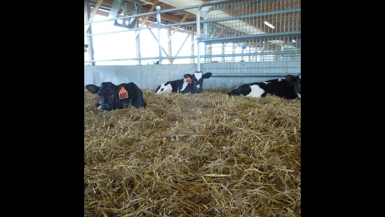 23.3 Comfort in Important for Calves, Too! w/ Dr. Jessica Mitchell
