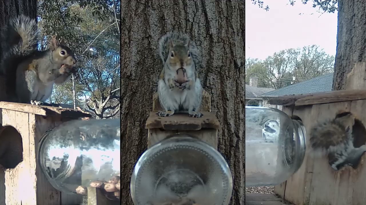 TRIPLE CAM SQUIRREL CHAOS! 🐿️🥜 Pecans from Every Angle! Uncle Dunkle