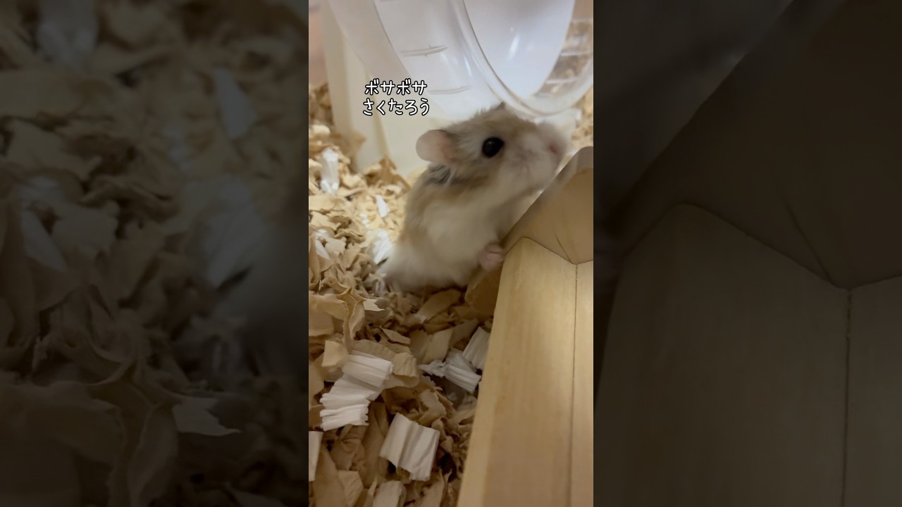 赤ちゃんみたいなさくたろう🐹♡